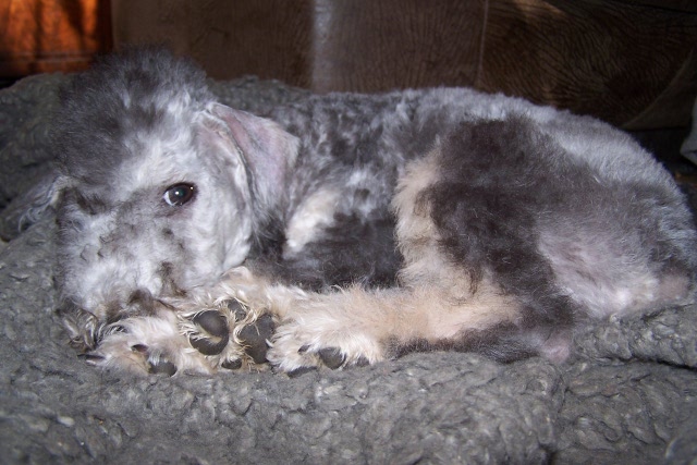 Arc-en-ciel Arlequin 06.04 (19).JPG